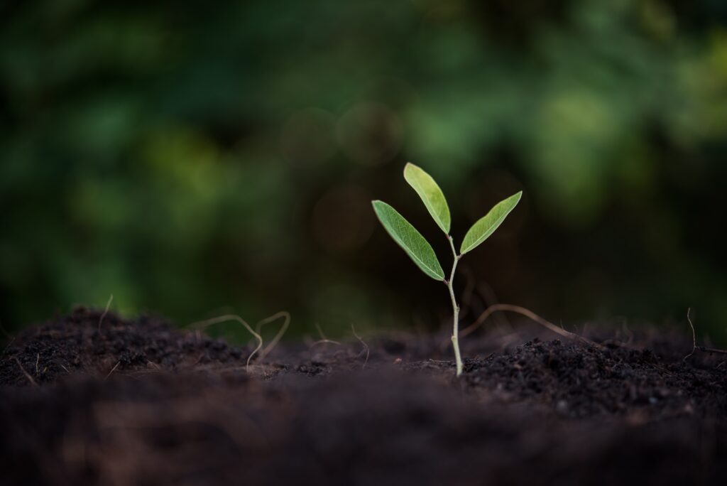 Green sprout growing from seed